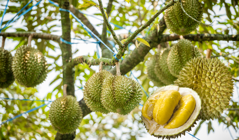 gia-sau-rieng-ngay-4-12-2025