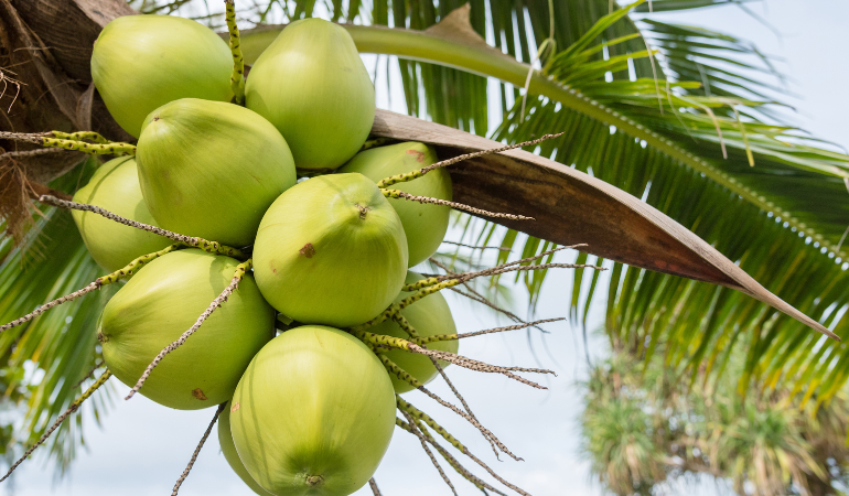 gia-trai-cay-ngay-16-12-2025 (1)