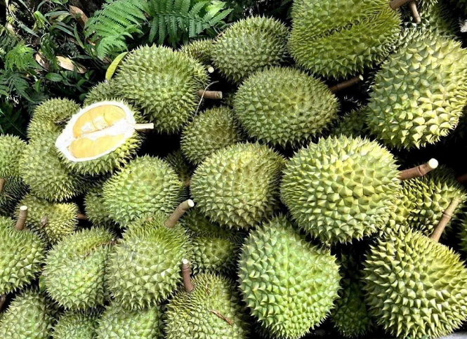 gia-sau-rieng-ngay-26-12-2025-1