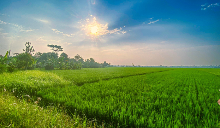 Gia-lua-gao-hom-nay-6-1-2026-2