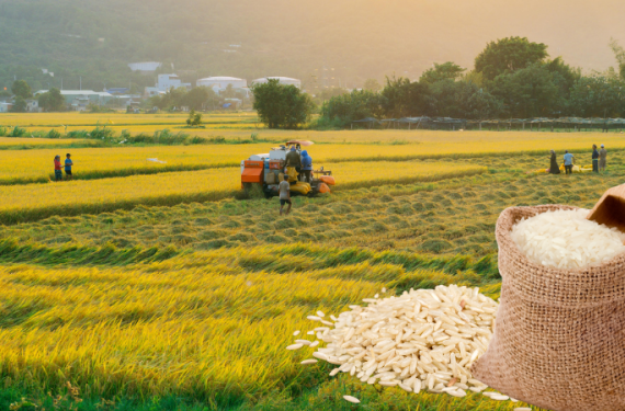 Gia-lua-gao-hom-nay-6-1-2026