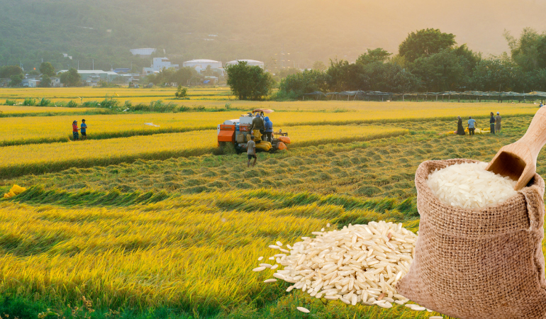 Gia-lua-gao-hom-nay-6-1-2026