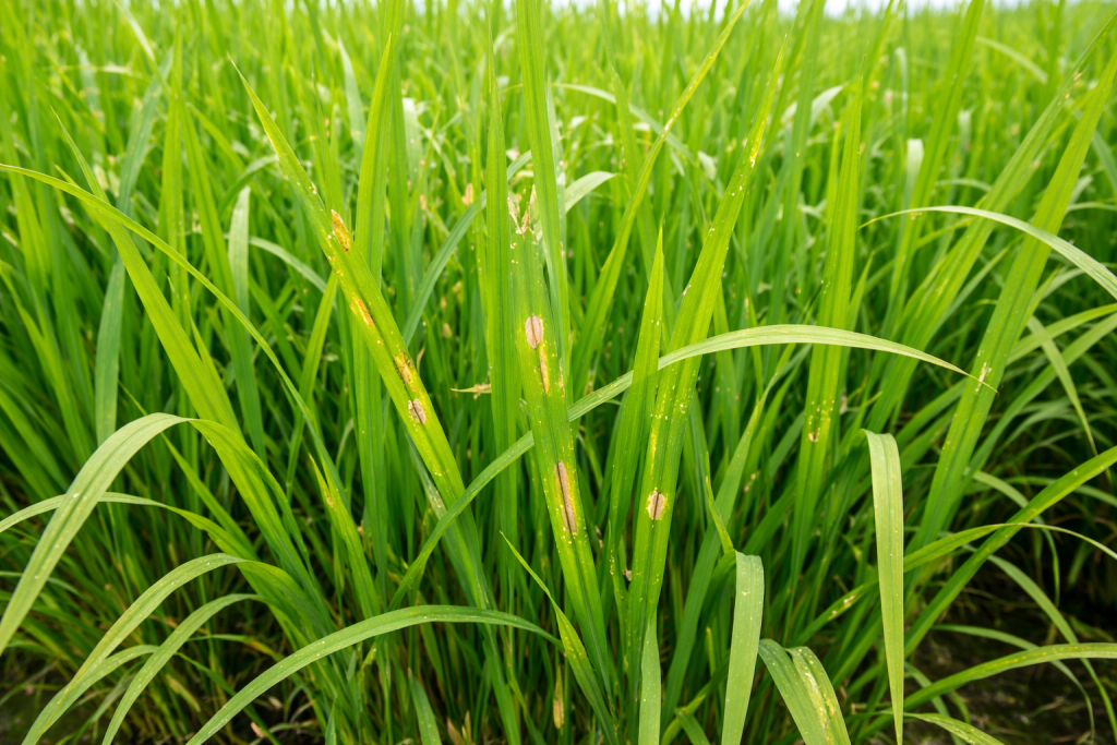 bon-phan-cho-lua-thoi-tiet-am-2