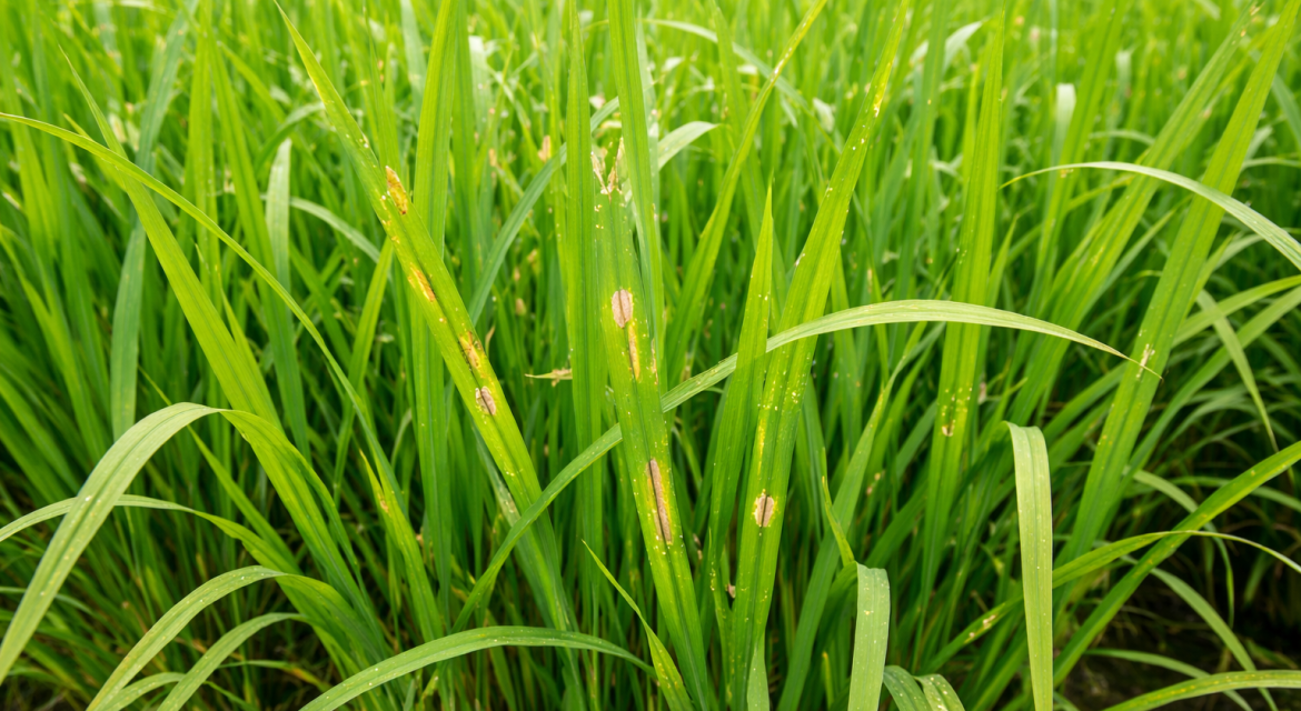 bon-phan-cho-lua-thoi-tiet-am-2