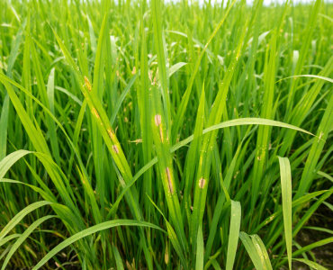 bon-phan-cho-lua-thoi-tiet-am-2