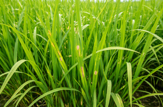 bon-phan-cho-lua-thoi-tiet-am-2