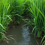 bon-phan-lua-dong-xuan