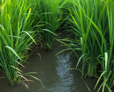 bon-phan-lua-dong-xuan