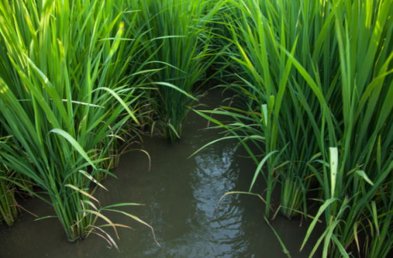 bon-phan-lua-dong-xuan