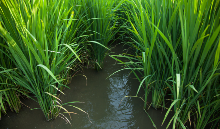 bon-phan-lua-dong-xuan