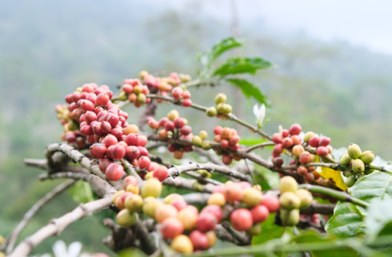 gia-ca-phe-hom-nay-13-1-2026