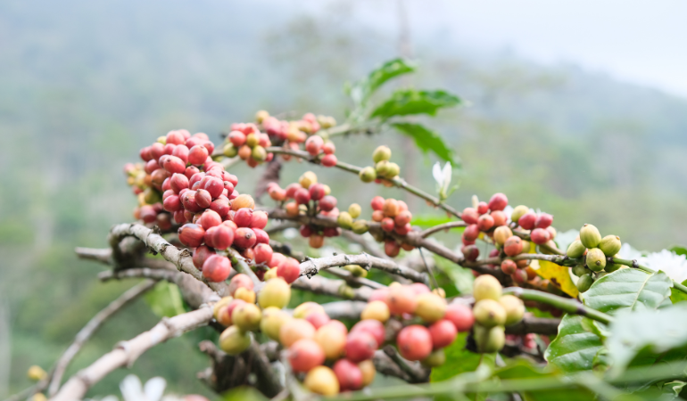 gia-ca-phe-hom-nay-13-1-2026