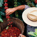 gia-ca-phe-hom-nay-21-1-2026