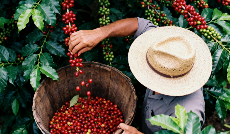 gia-ca-phe-hom-nay-21-1-2026