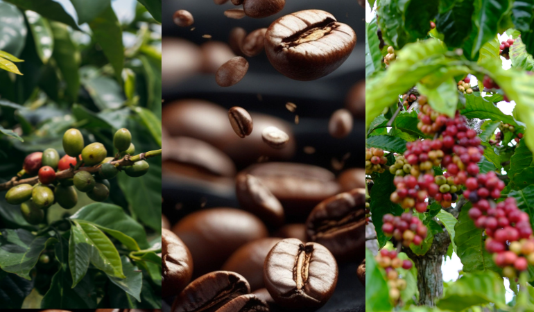 gia-ca-phe-hom-nay-5.1.2026 (1)