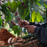 gia-ca-phe-hom-nay-6-1-2026