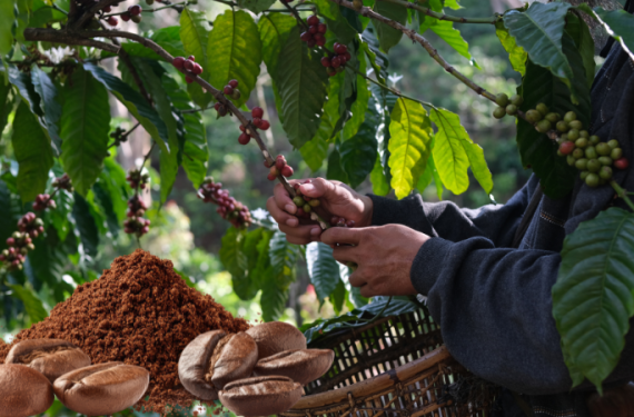 gia-ca-phe-hom-nay-6-1-2026