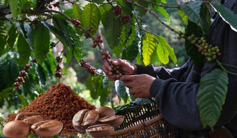 gia-ca-phe-hom-nay-6-1-2026