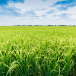 gia-lua-gao-hom-nay-19-1-2026