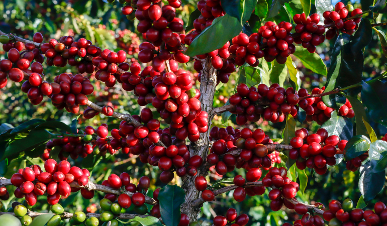 gia-ca-phe-hom-nay-2-2-2026