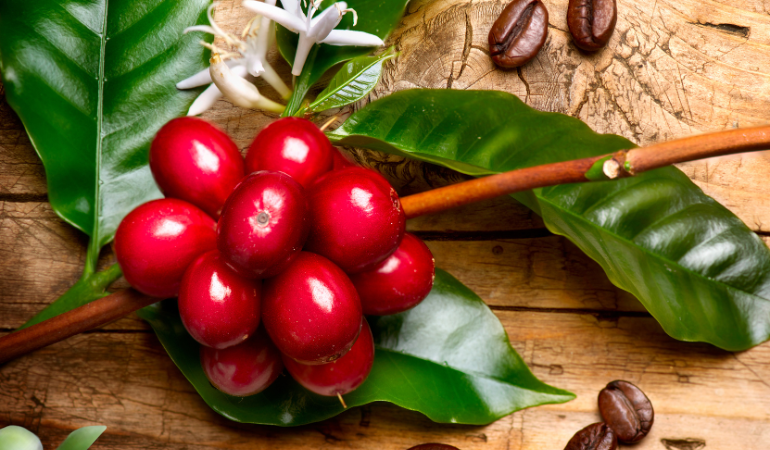 gia-ca-phe-hom-nay-4-2-2026 (1)