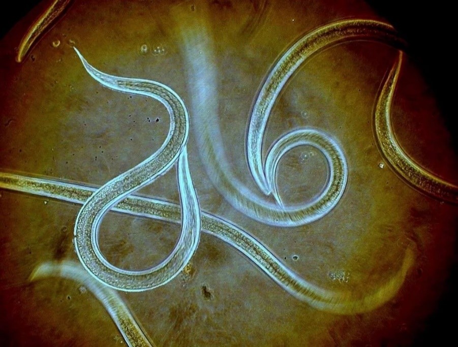 thien-dich-co-ich-phong-tru-sau-benh-tu-nhien-4E