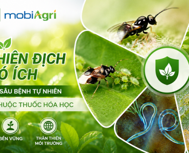 thien-dich-co-ich-phong-tru-sau-benh-tu-nhien-5