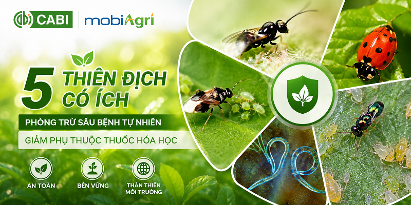 thien-dich-co-ich-phong-tru-sau-benh-tu-nhien-5